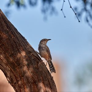 Preview wallpaper thrush, bird, tree, bark