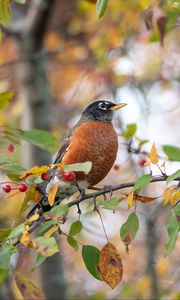 Preview wallpaper thrush, bird, wildlife, branch, leaves, berries