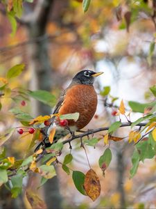 Preview wallpaper thrush, bird, wildlife, branch, leaves, berries