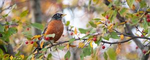 Preview wallpaper thrush, bird, wildlife, branch, leaves, berries