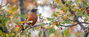 Preview wallpaper thrush, bird, wildlife, branch, leaves, berries