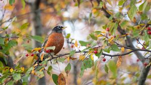 Preview wallpaper thrush, bird, wildlife, branch, leaves, berries