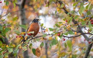 Preview wallpaper thrush, bird, wildlife, branch, leaves, berries