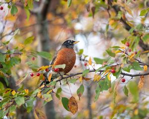 Preview wallpaper thrush, bird, wildlife, branch, leaves, berries