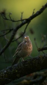 Preview wallpaper thrush, bird, wildlife, branch
