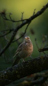 Preview wallpaper thrush, bird, wildlife, branch