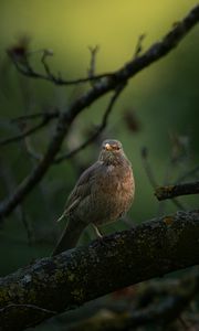 Preview wallpaper thrush, bird, wildlife, branch