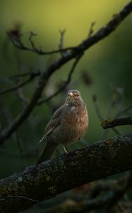 Preview wallpaper thrush, bird, wildlife, branch