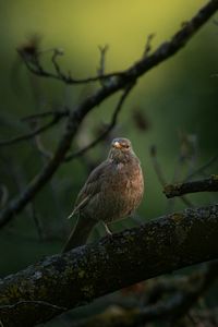 Preview wallpaper thrush, bird, wildlife, branch