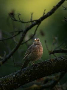 Preview wallpaper thrush, bird, wildlife, branch