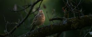 Preview wallpaper thrush, bird, wildlife, branch