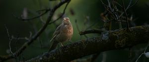 Preview wallpaper thrush, bird, wildlife, branch
