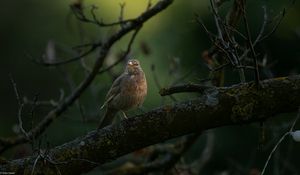 Preview wallpaper thrush, bird, wildlife, branch