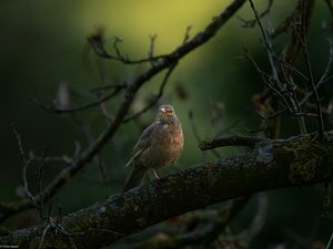 Preview wallpaper thrush, bird, wildlife, branch