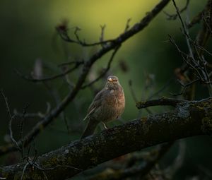 Preview wallpaper thrush, bird, wildlife, branch