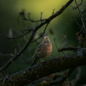 Preview wallpaper thrush, bird, wildlife, branch