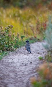 Preview wallpaper thrush, bird, wildlife, trail