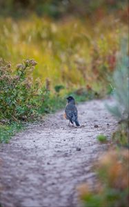 Preview wallpaper thrush, bird, wildlife, trail