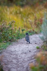 Preview wallpaper thrush, bird, wildlife, trail