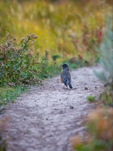 Preview wallpaper thrush, bird, wildlife, trail