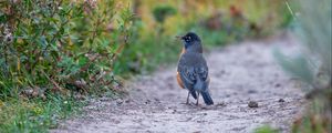 Preview wallpaper thrush, bird, wildlife, trail