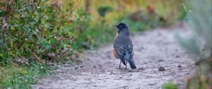Preview wallpaper thrush, bird, wildlife, trail