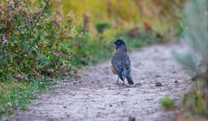 Preview wallpaper thrush, bird, wildlife, trail