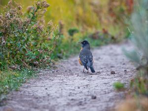Preview wallpaper thrush, bird, wildlife, trail