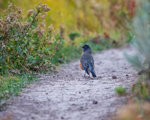 Preview wallpaper thrush, bird, wildlife, trail
