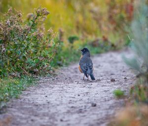 Preview wallpaper thrush, bird, wildlife, trail