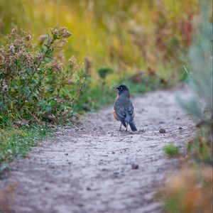 Preview wallpaper thrush, bird, wildlife, trail