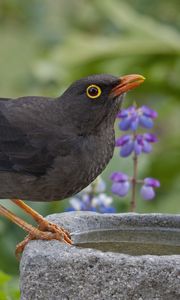 Preview wallpaper thrush, grass, flowers, bird, sitting