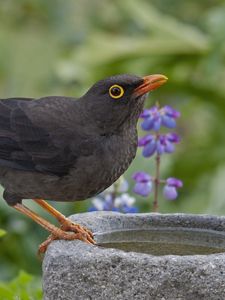 Preview wallpaper thrush, grass, flowers, bird, sitting