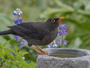 Preview wallpaper thrush, grass, flowers, bird, sitting