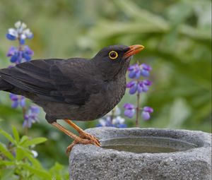 Preview wallpaper thrush, grass, flowers, bird, sitting