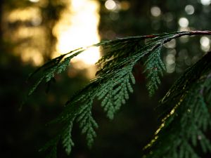 Preview wallpaper thuja, branch, macro, green, plant