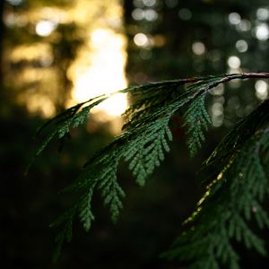 Preview wallpaper thuja, branch, macro, green, plant