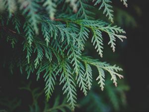 Preview wallpaper thuja, branch, pine needles, cypress