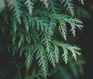 Preview wallpaper thuja, branch, pine needles, cypress