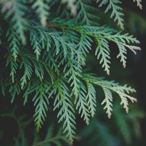 Preview wallpaper thuja, branch, pine needles, cypress