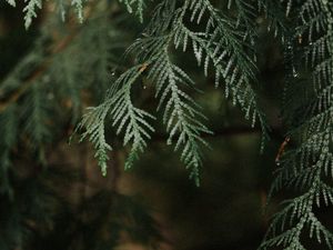 Preview wallpaper thuja, branch, plant, drops