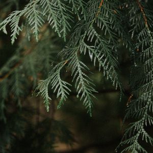 Preview wallpaper thuja, branch, plant, drops