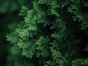 Preview wallpaper thuja, branches, macro, needles, green