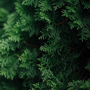 Preview wallpaper thuja, branches, macro, needles, green