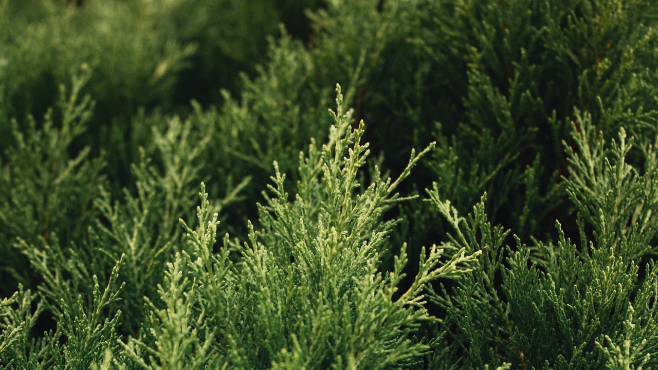 Wallpaper thuja, bush, plant, branches