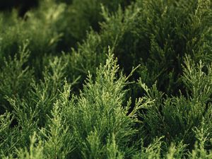 Preview wallpaper thuja, bush, plant, branches