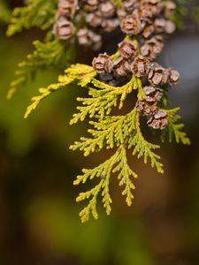 Preview wallpaper thuja, leaves, cones, needles, green, macro