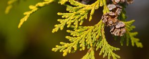 Preview wallpaper thuja, leaves, cones, needles, green, macro