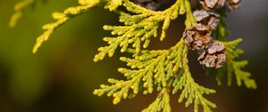 Preview wallpaper thuja, leaves, cones, needles, green, macro