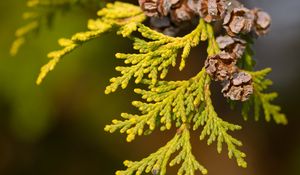 Preview wallpaper thuja, leaves, cones, needles, green, macro